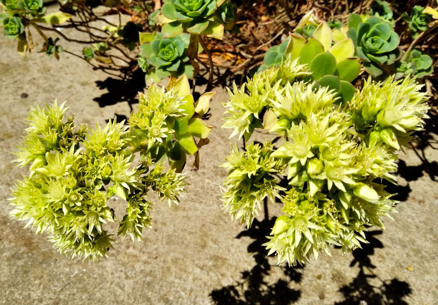 Image de Aeonium haworthii Salm-Dyck ex Webb & Berth.