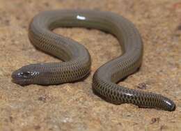 Image of Short-headed Legless Skink