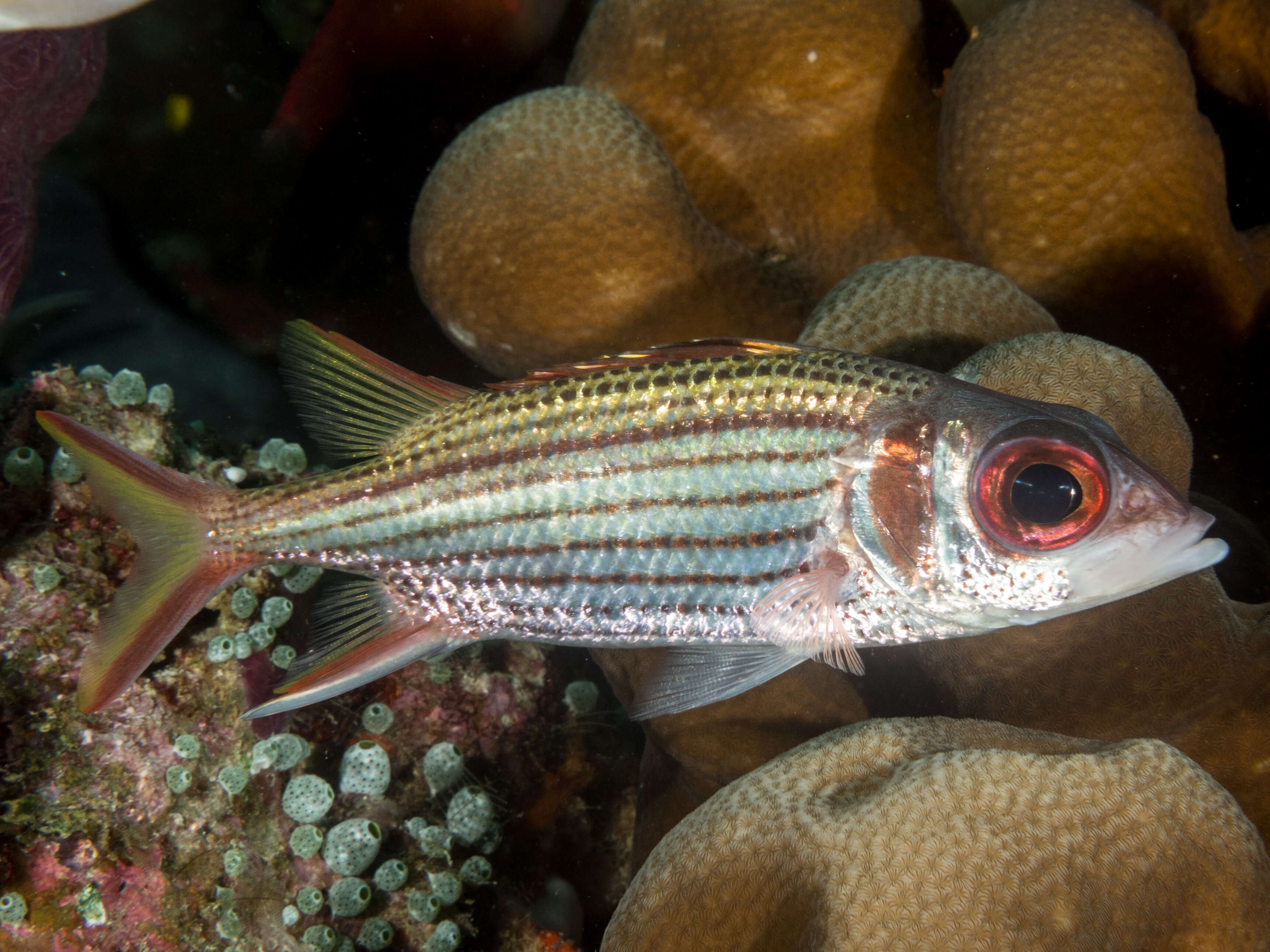 Image of Armed Squirrel-fish