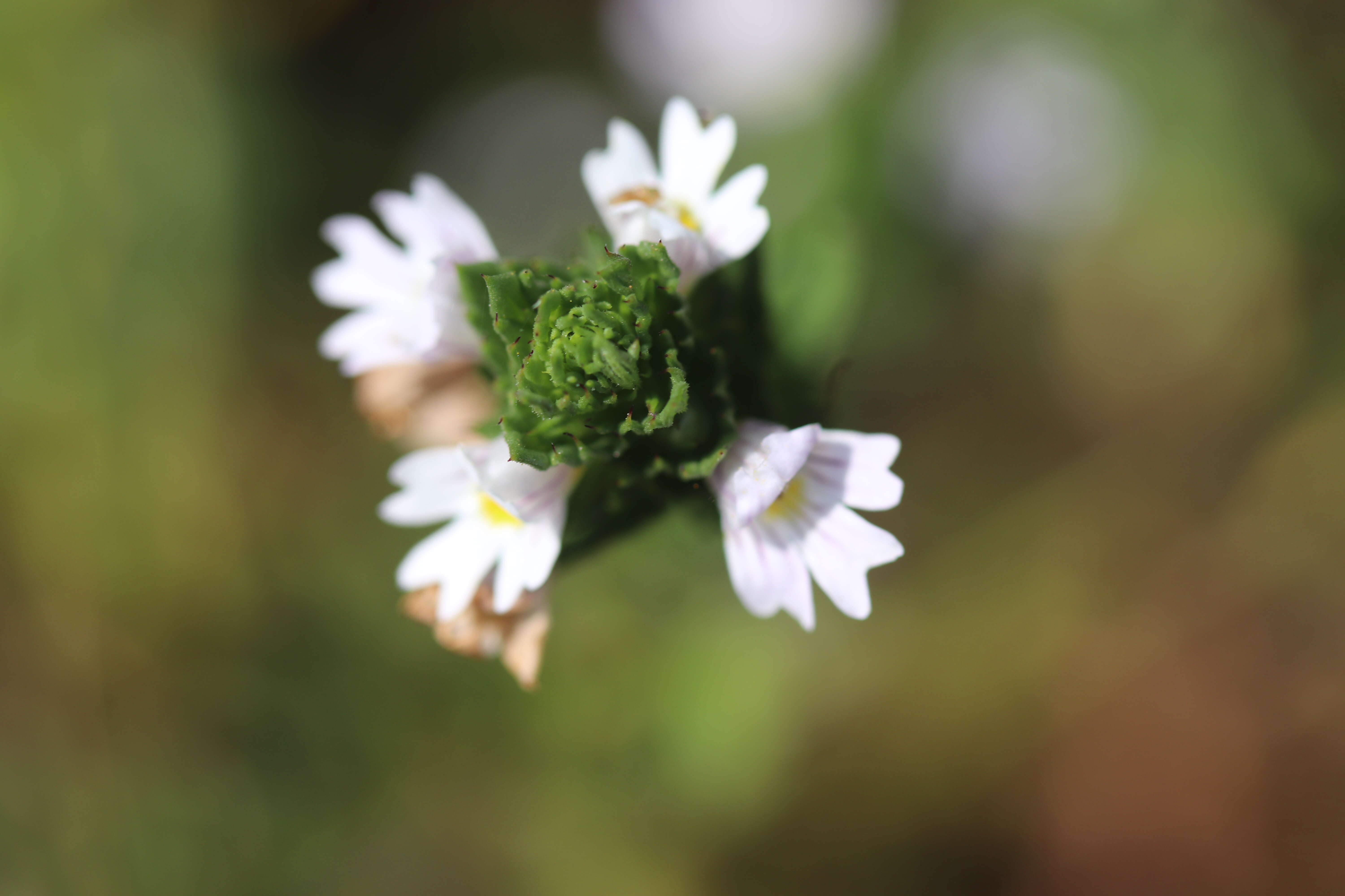 Слика од Euphrasia stricta D. Wolff ex J. F. Lehm.