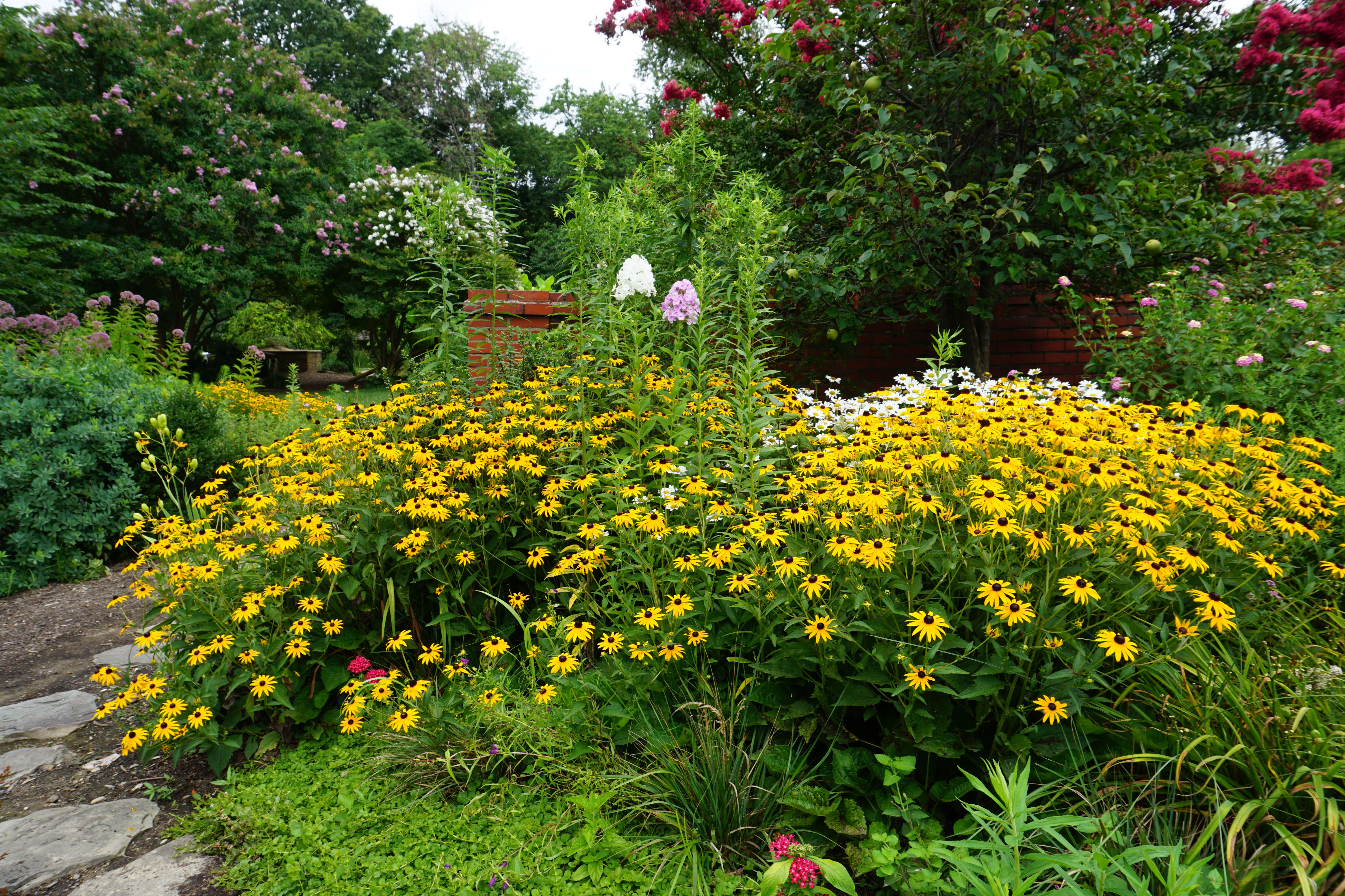 Image of coneflower