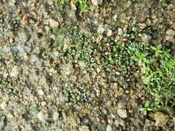 Image of eight-stamened waterwort