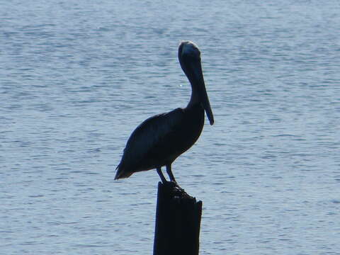 Image of Pelecanus occidentalis carolinensis Gmelin & JF 1789