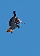 Image of ospreys