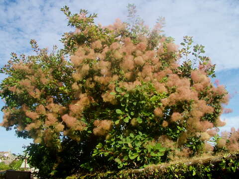 Image of European smoketree