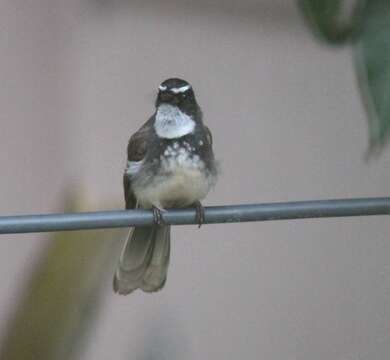 Image of White-spotted Fantail