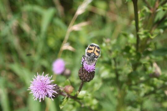 Image of Bee beetle