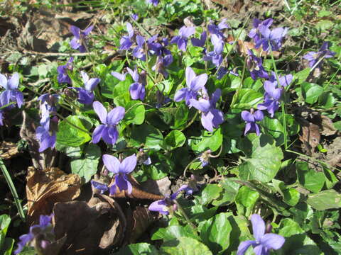 Image of sweet violet