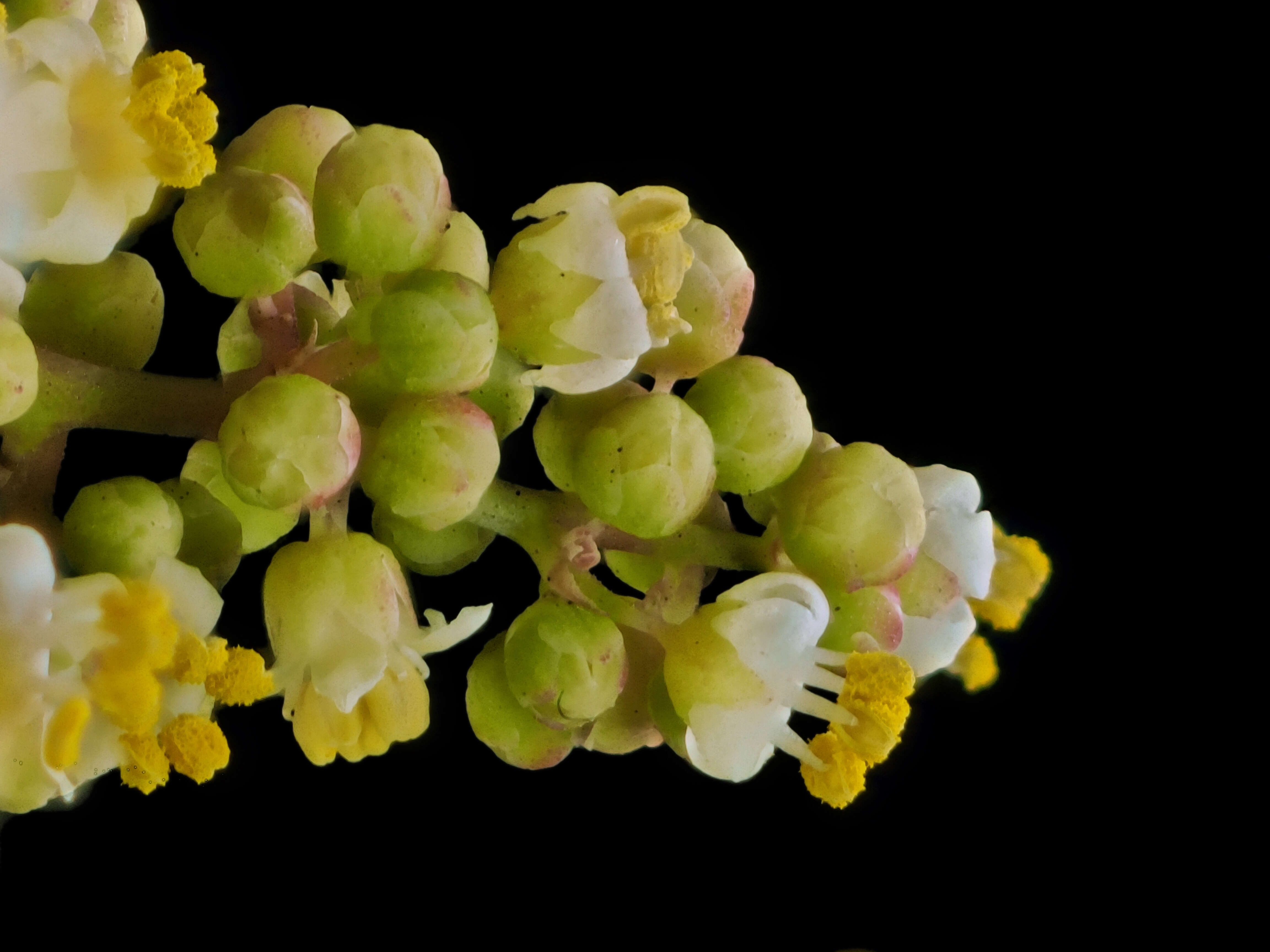 Image of laurel sumac