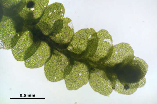 Image of Lejeunea cavifolia (Ehrh.) Lindb.