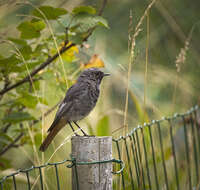 Image of Black Redstart