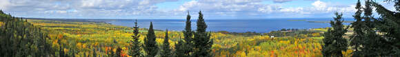 Image of Canadian Spruce