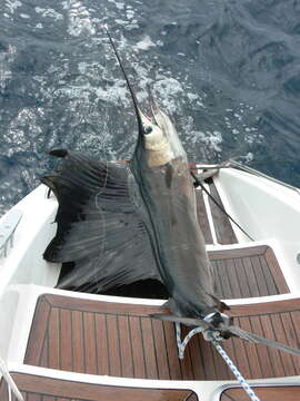 Image of Indo-Pacific sailfish