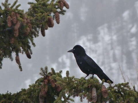 Image of Carrion Crow