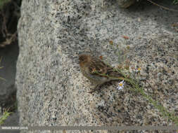 Image of Fire-fronted Serin