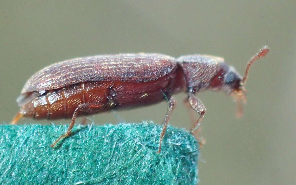 Image of Shiny Powderpost Beetle