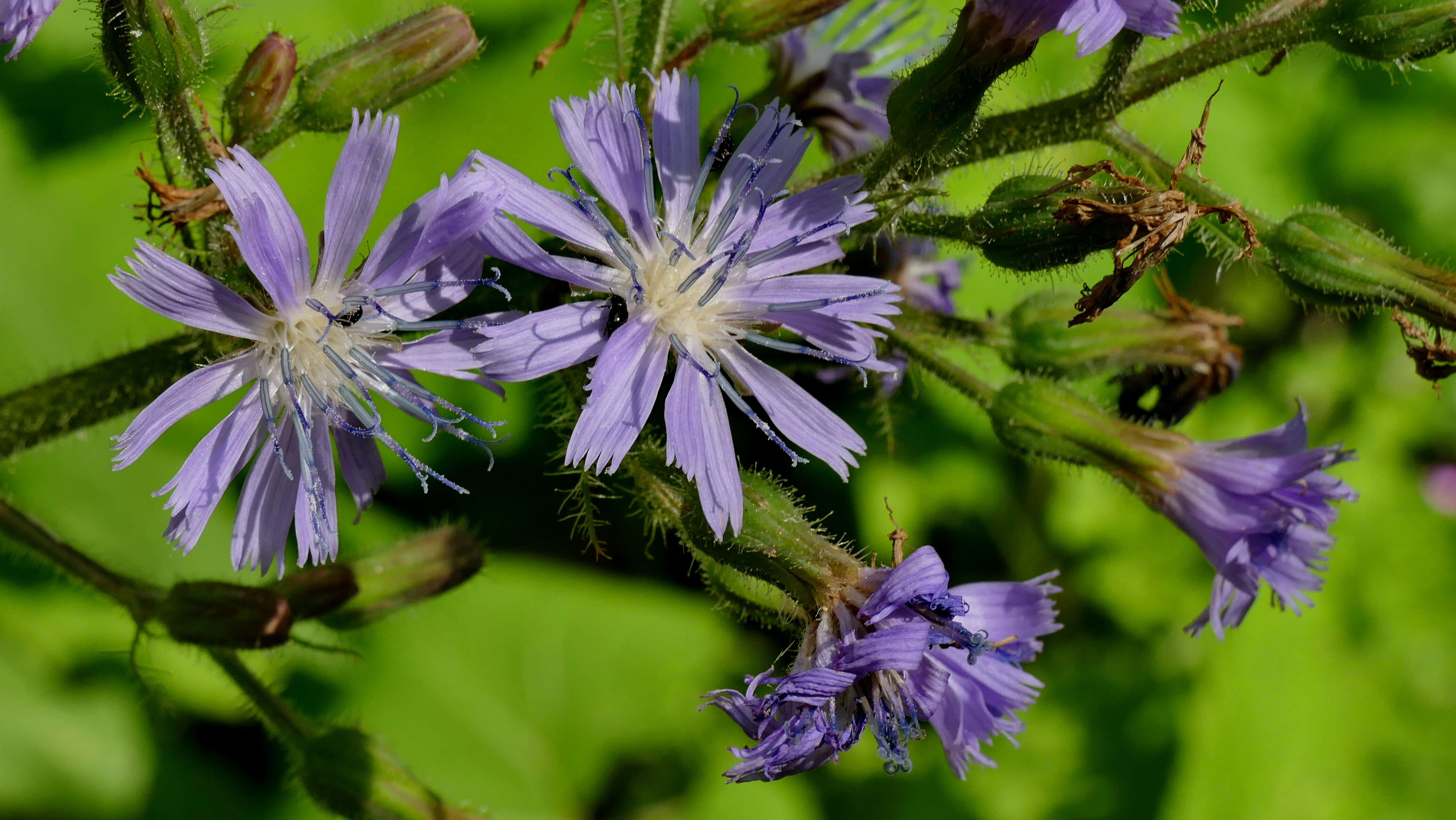 Image of Cicerbita alpina (L.) Wallr.