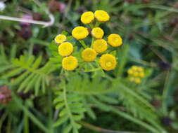 Plancia ëd Tanacetum vulgare L.