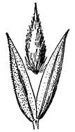 Image of Lemmon's canarygrass