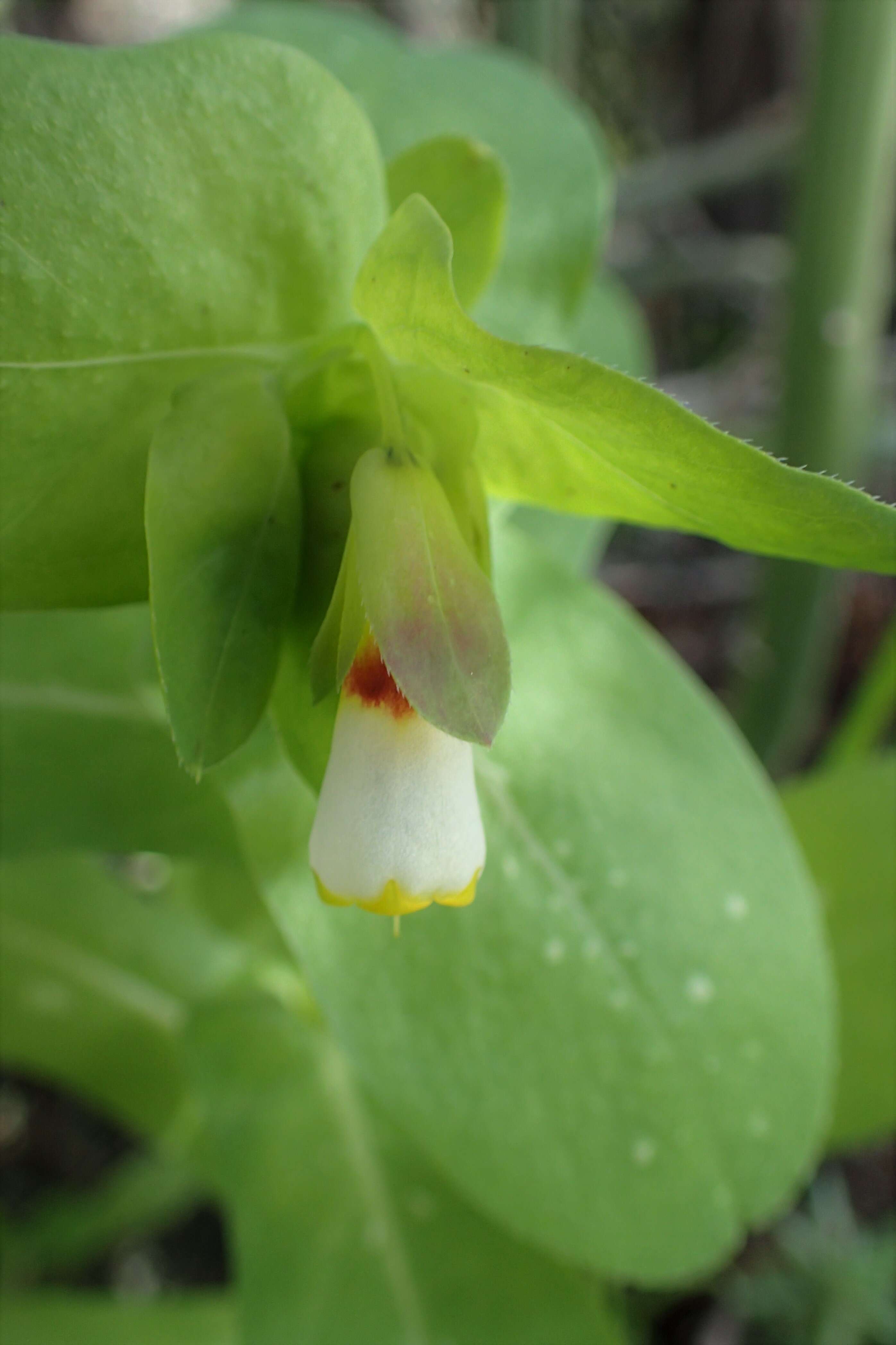 Cerinthe major L. resmi