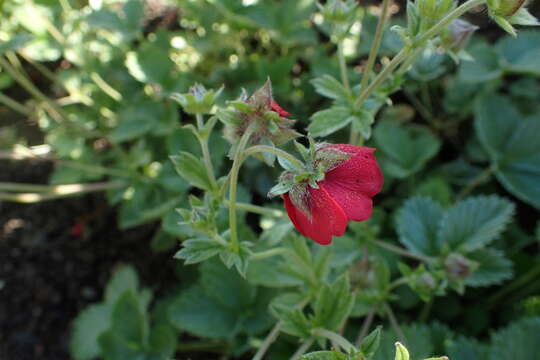 Image of ruby cinquefoil