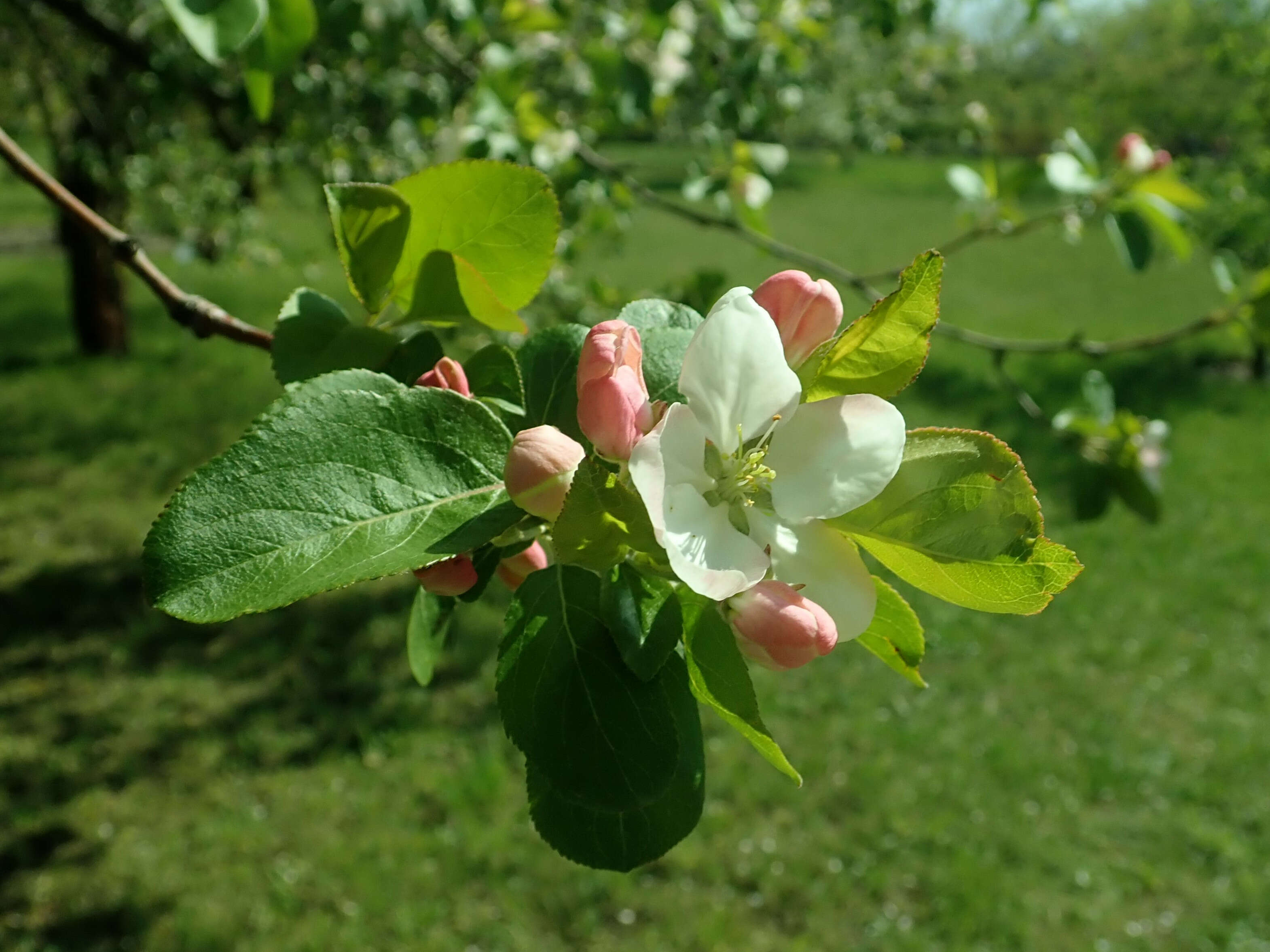 Image of Manchurian crab apple