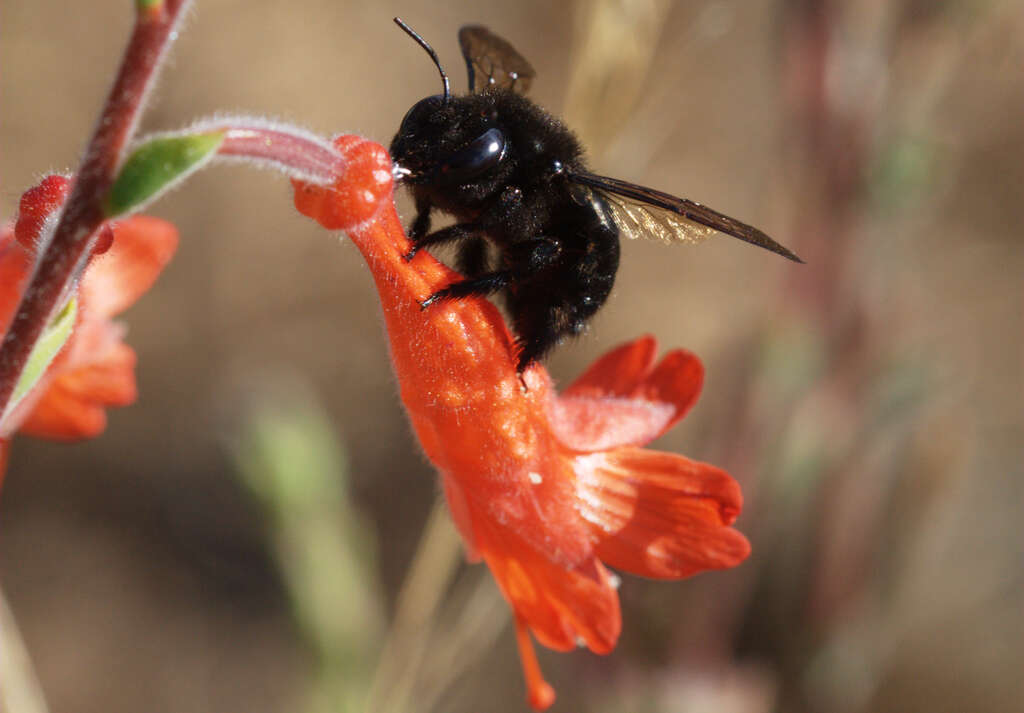 Image of large carpenter bee