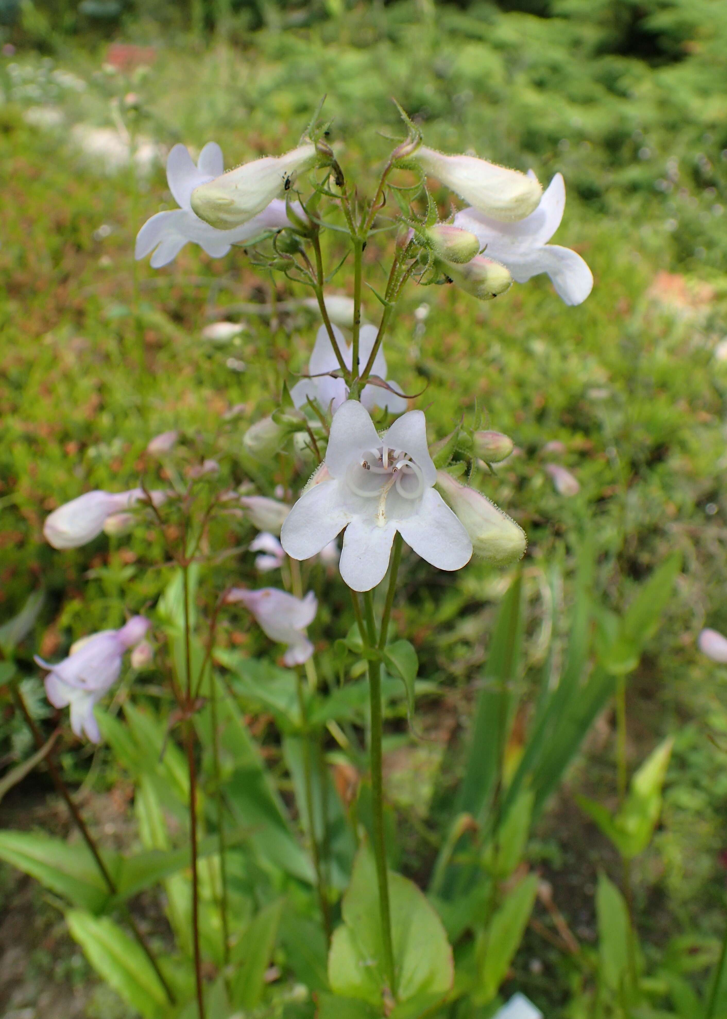 Image of littleflower penstemon