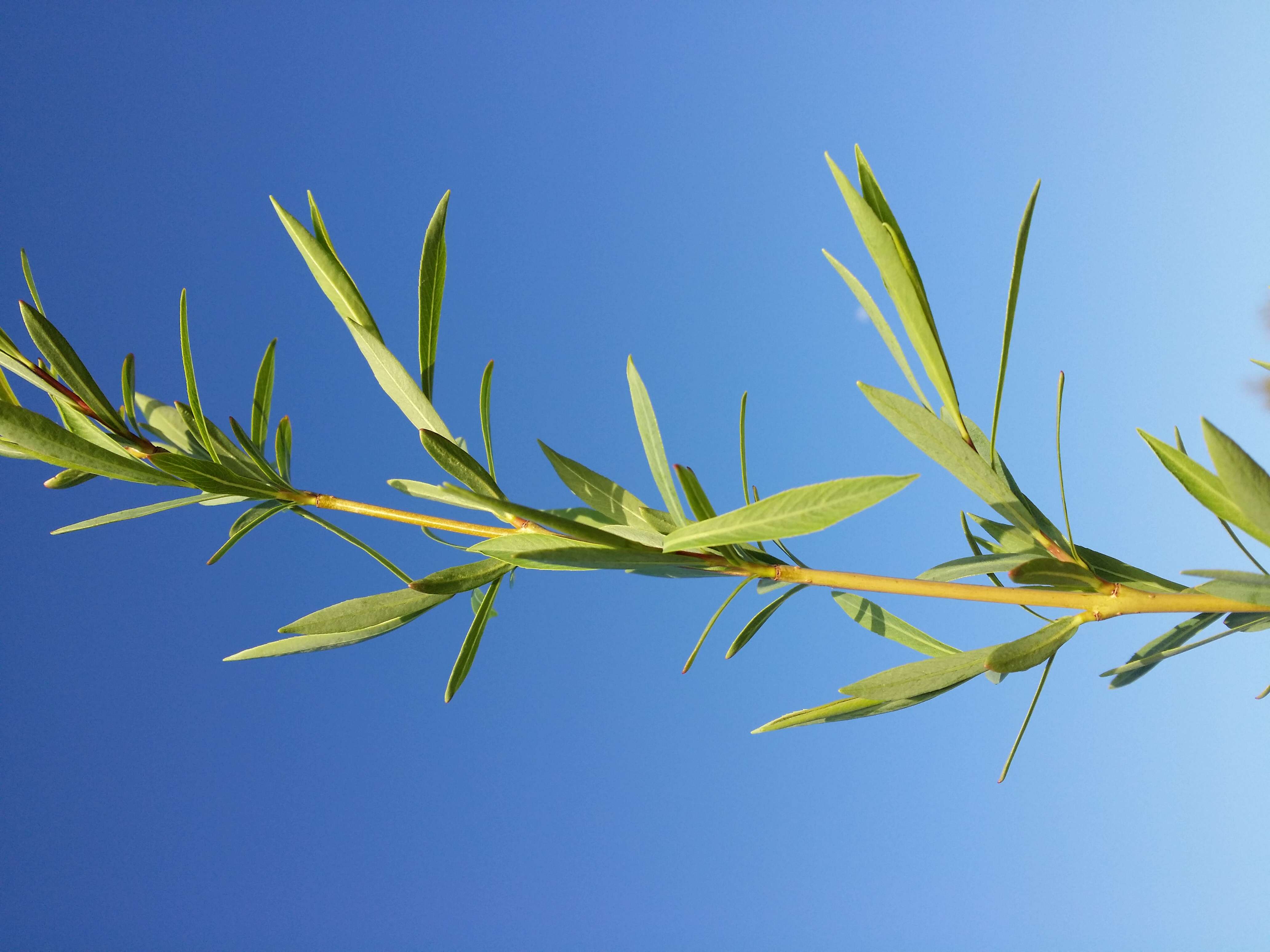 Imagem de Salix purpurea L.