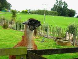 Image of llama