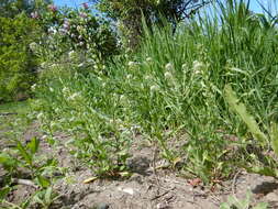 Image of field pepperweed