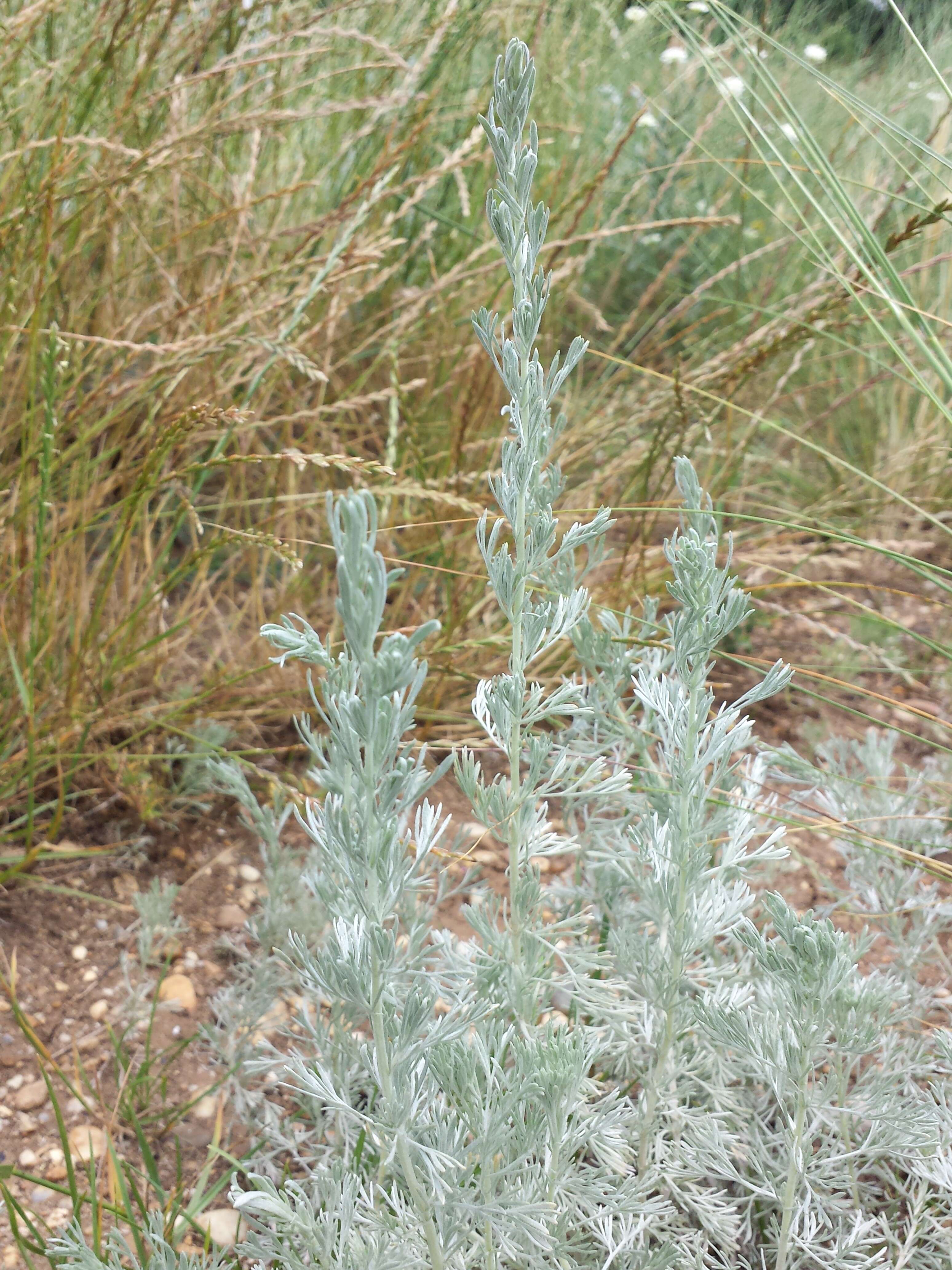 Image of Artemisia austriaca Jacq.