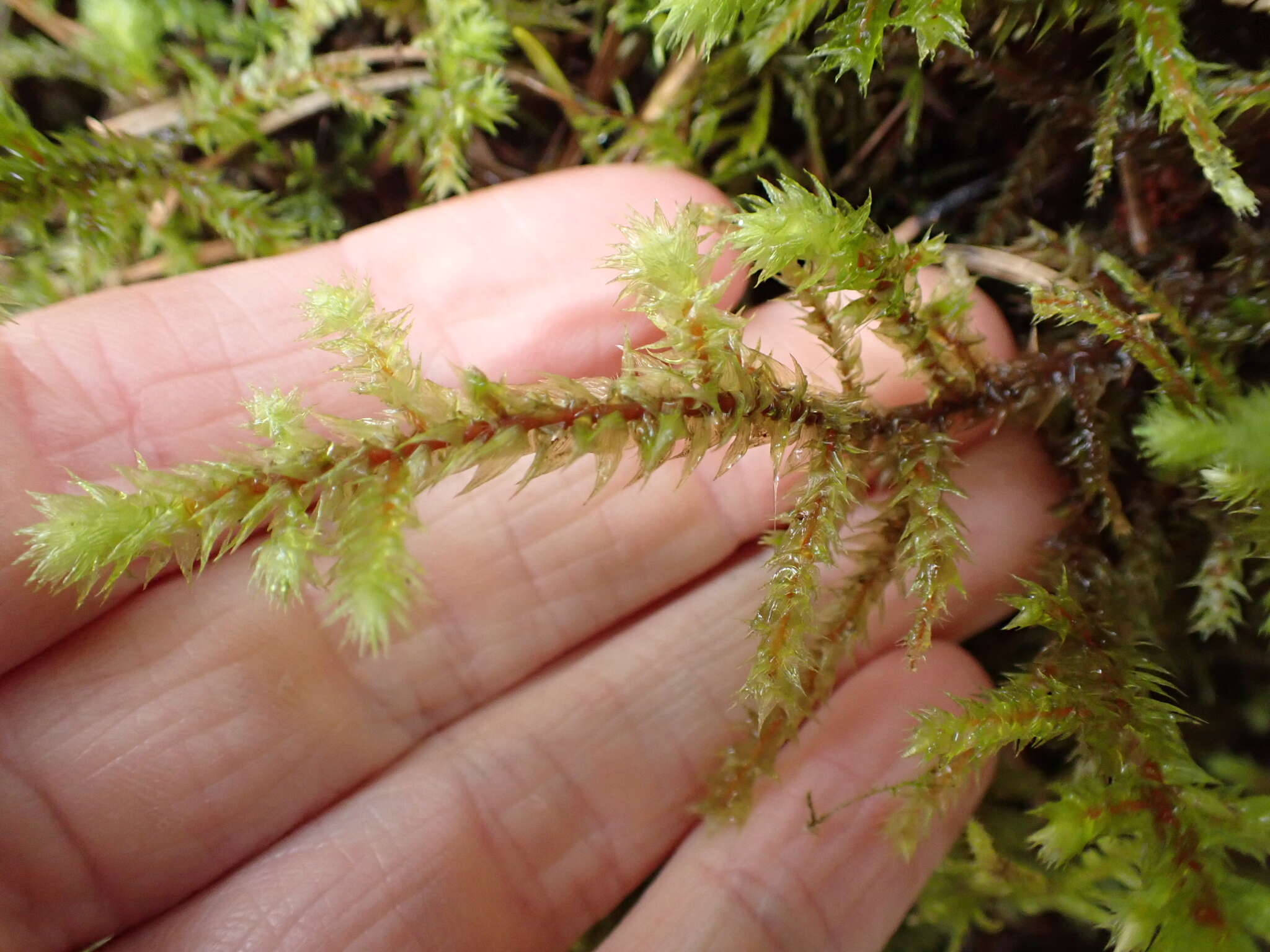 Image of Electrified Cat's Tail Moss