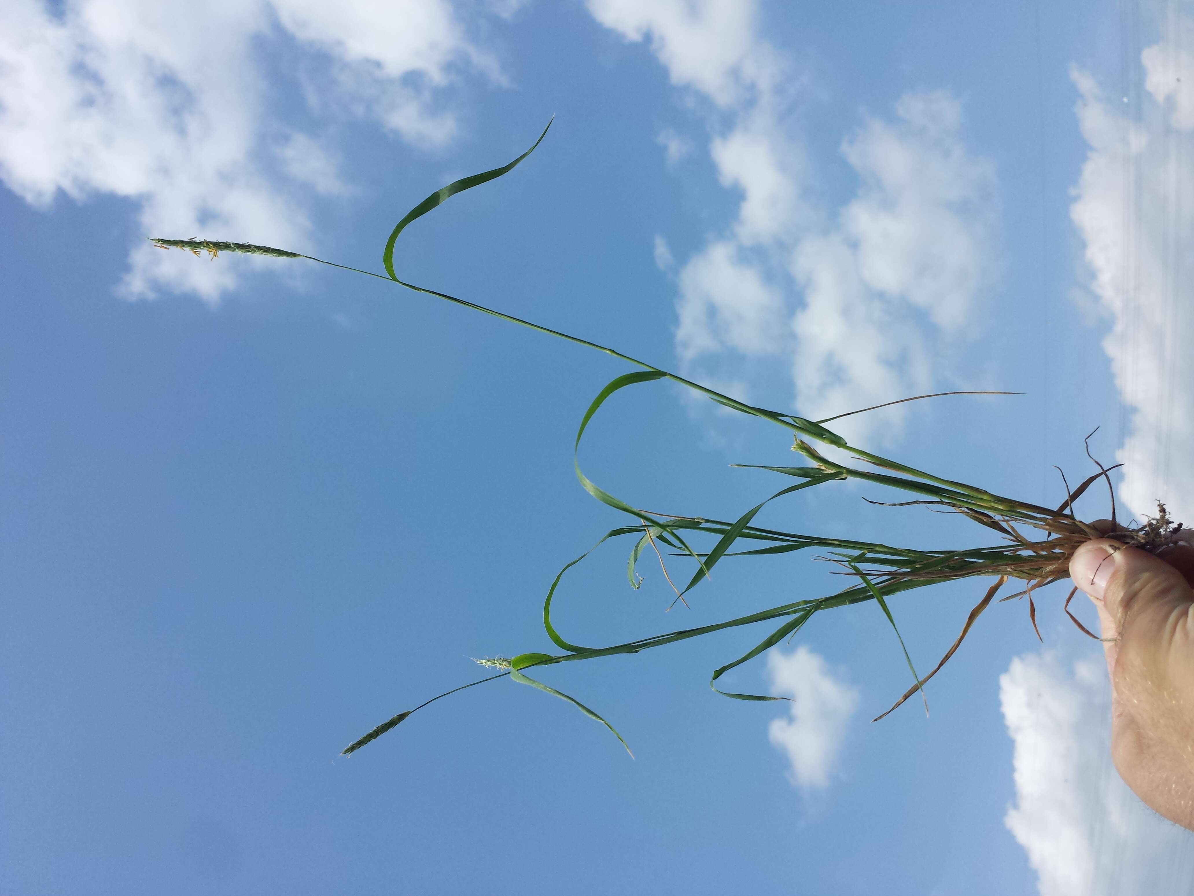 Image of black-grass