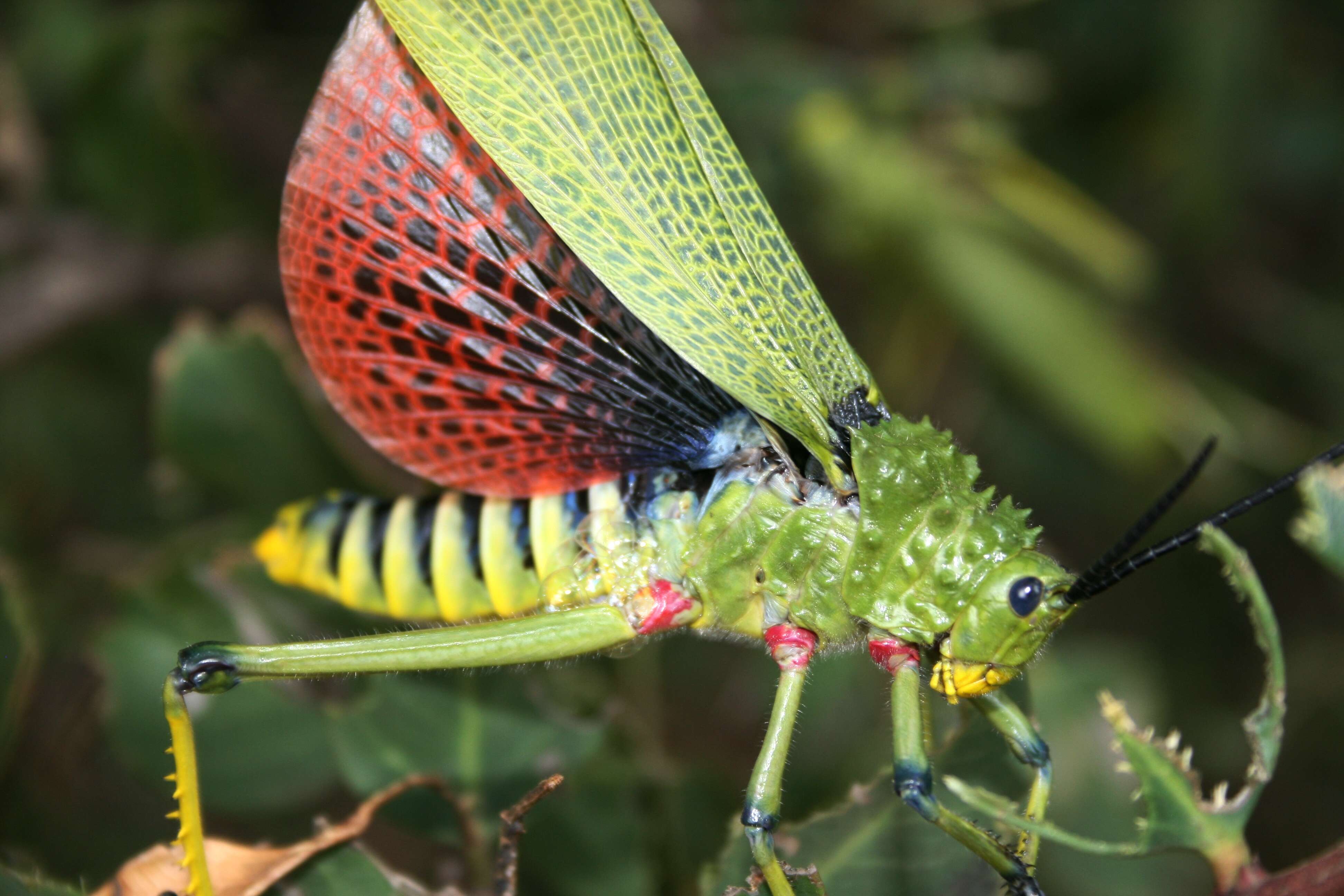 Plancia ëd Phymateus (Phymateus) viridipes Stål 1873