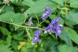 Слика од Aconitum napellus L.