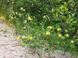 Слика од Anthyllis vulneraria L.