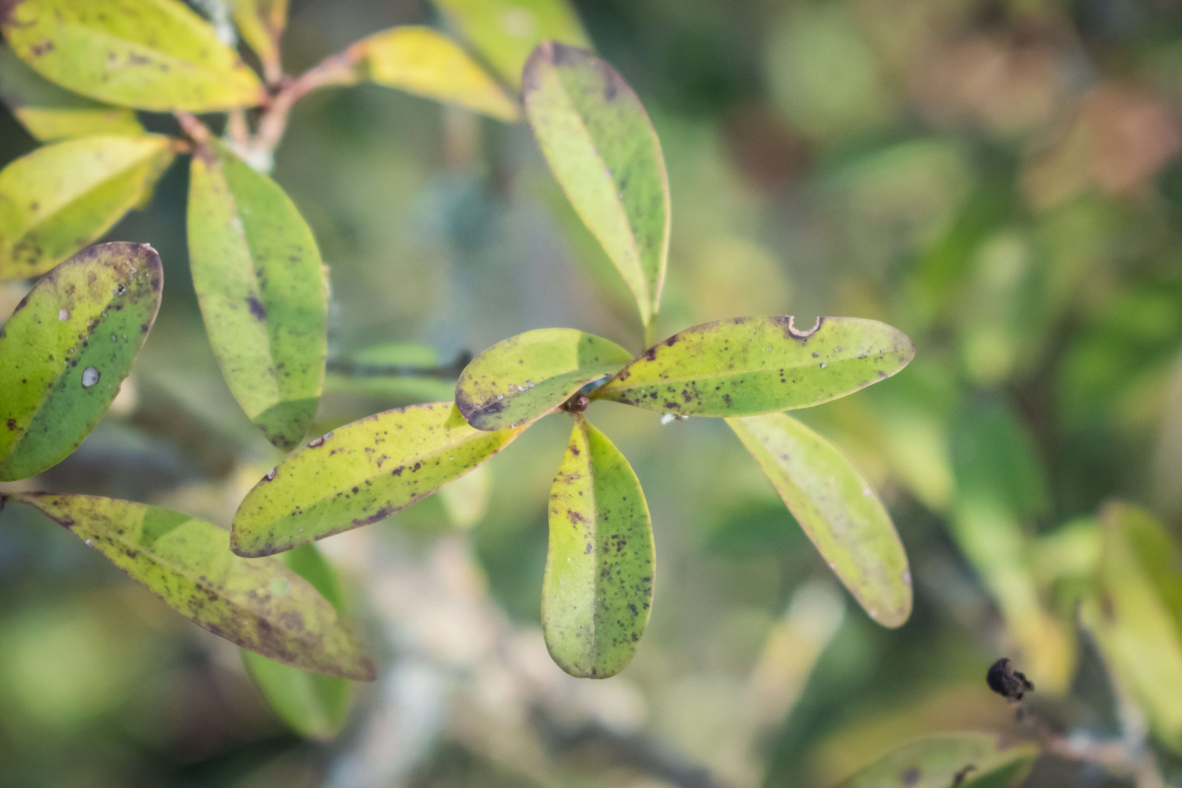 Image of European privet