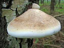 Image of Late fall polypore