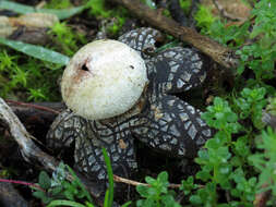 Image of False Earthstar