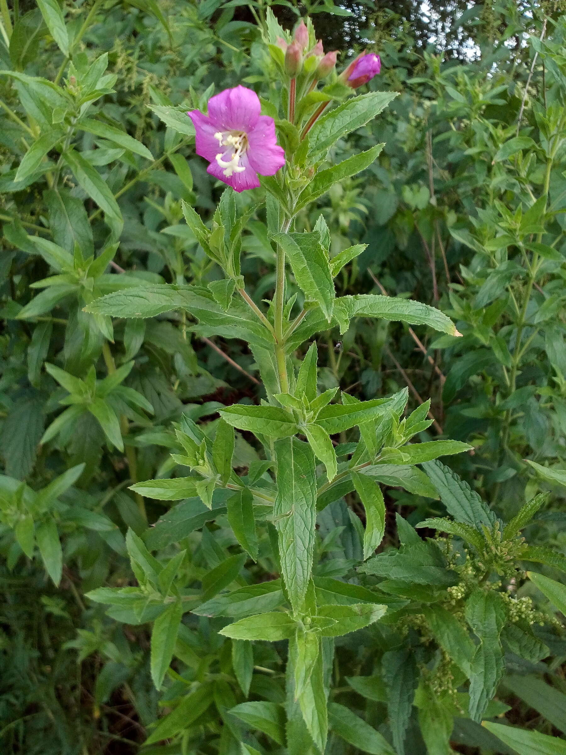 Image of Great Willowherb