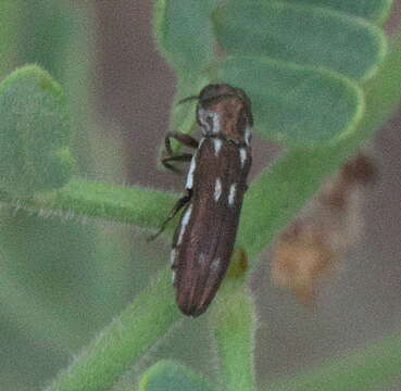 Imagem de Agrilus paraimpexus Hespenheide 2007