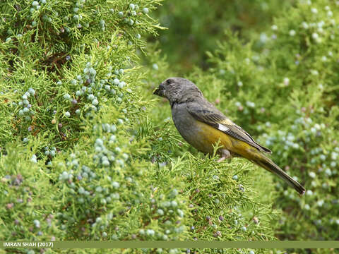 Image of White-winged Grosbeak