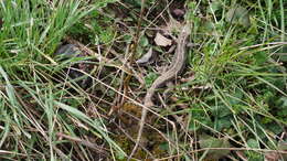 Image of Sand Lizard