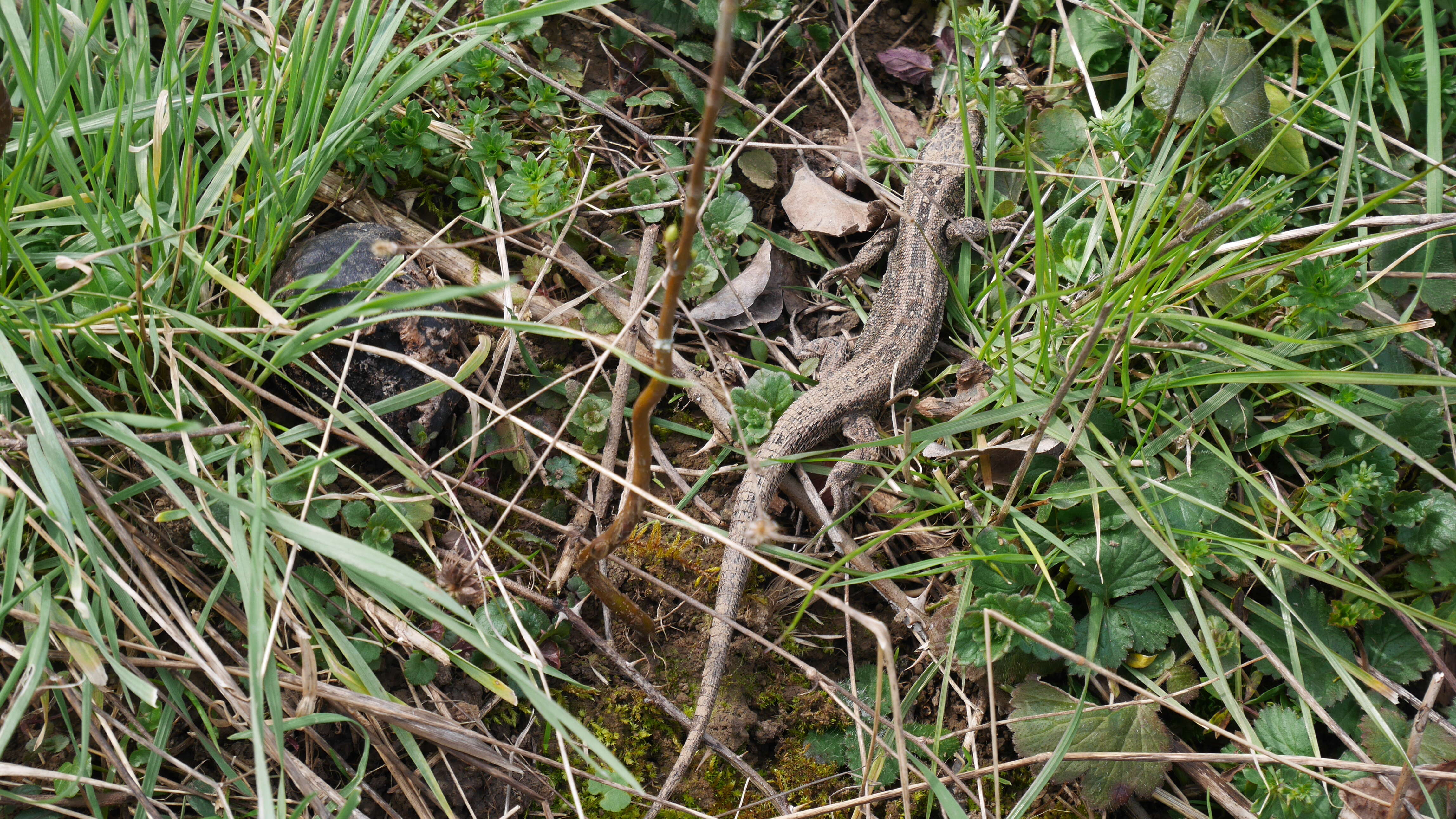 Image of Sand Lizard