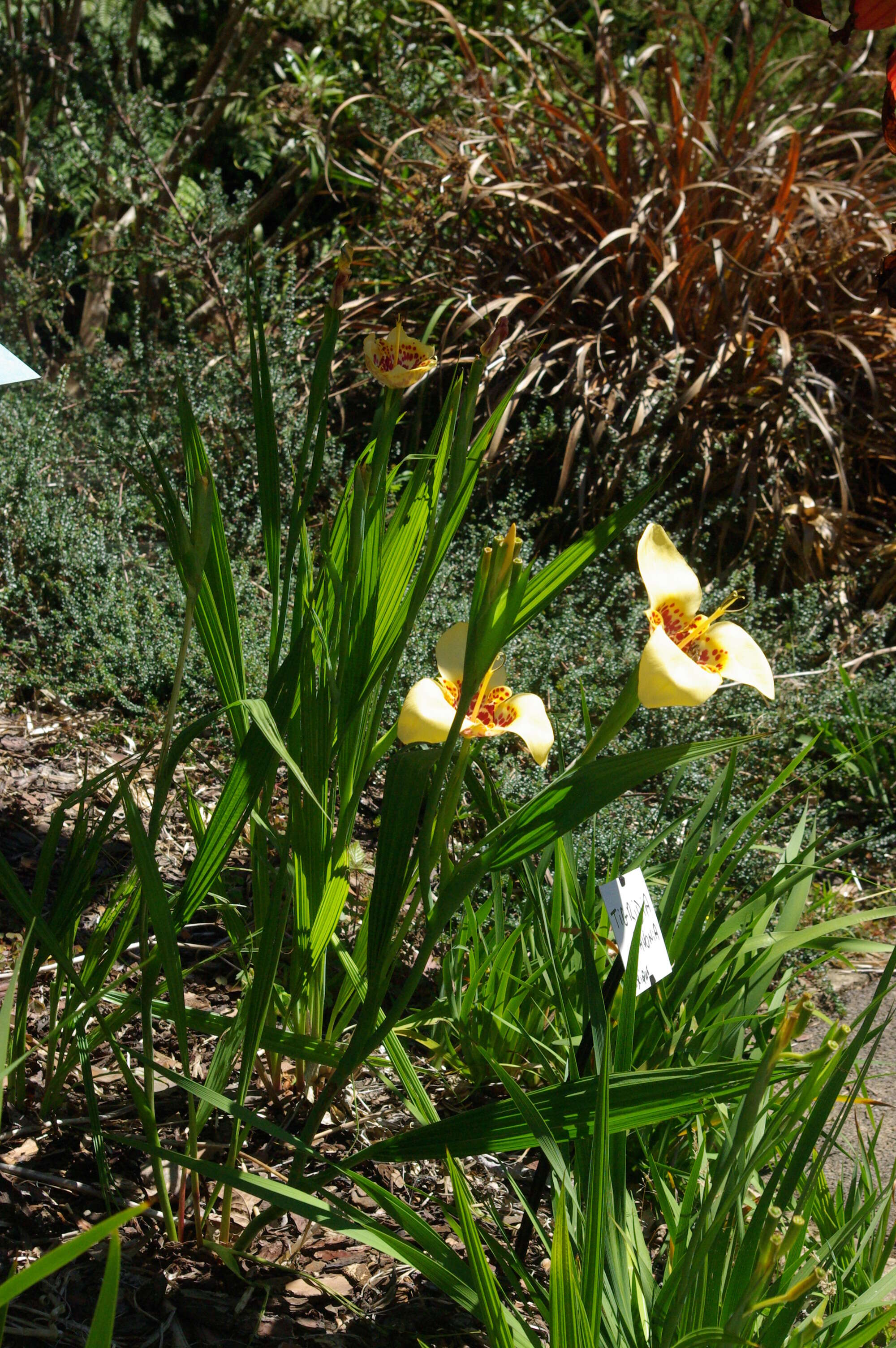 Image of Mexican Shellflower