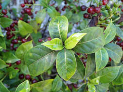 Plancia ëd Psychotria ligustrifolia (Northr.) Millsp.