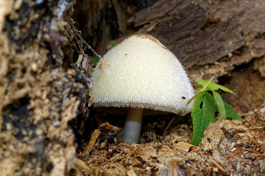 Imagem de Volvariella bombycina (Schaeff.) Singer 1951