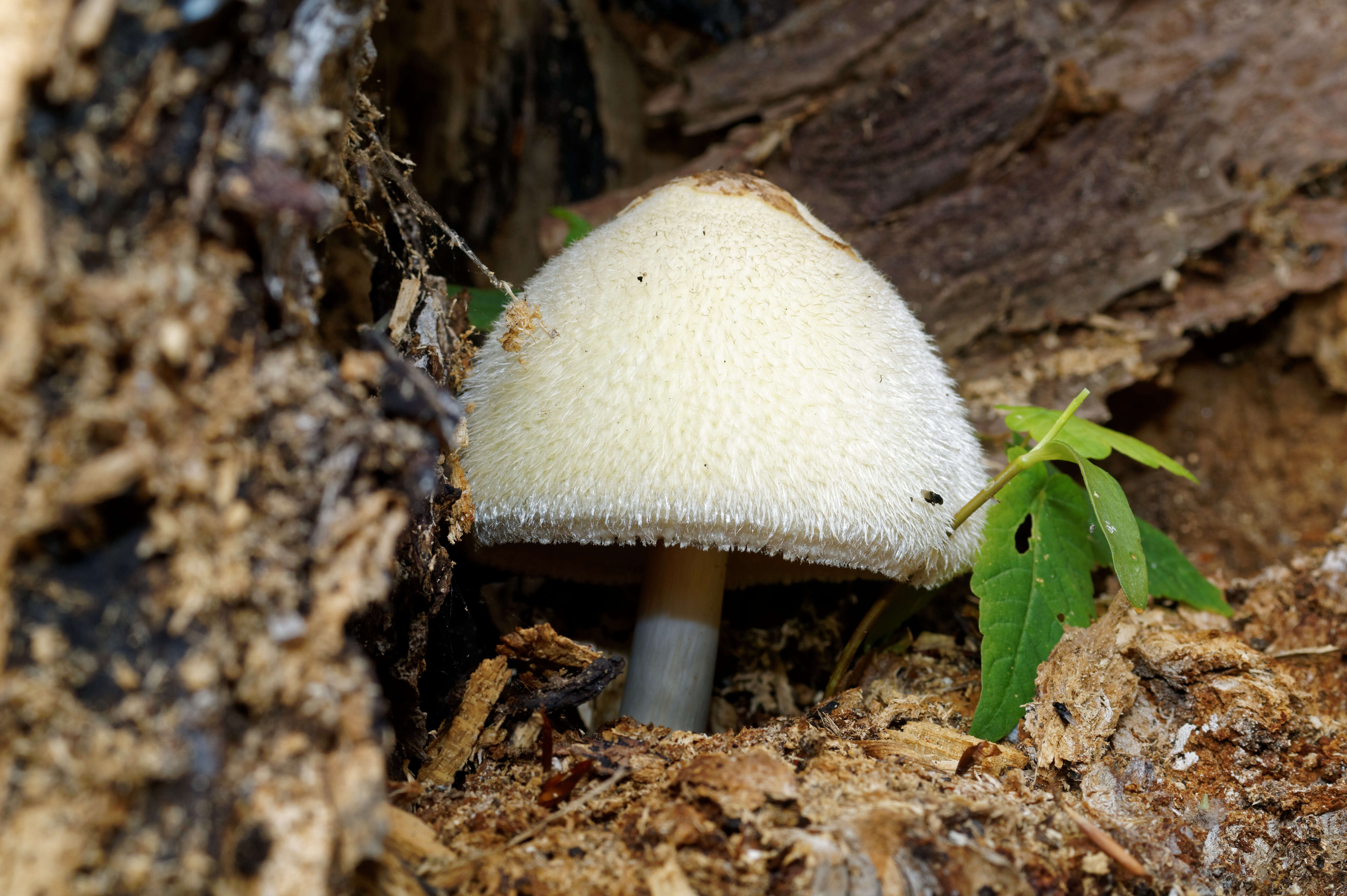 Volvariella bombycina (Schaeff.) Singer 1951 resmi