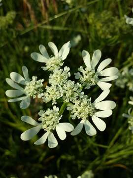 Orlaya grandiflora (L.) Hoffm. resmi